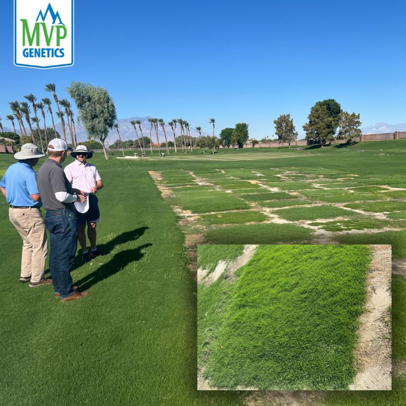 MVP Genetics turf image 3
