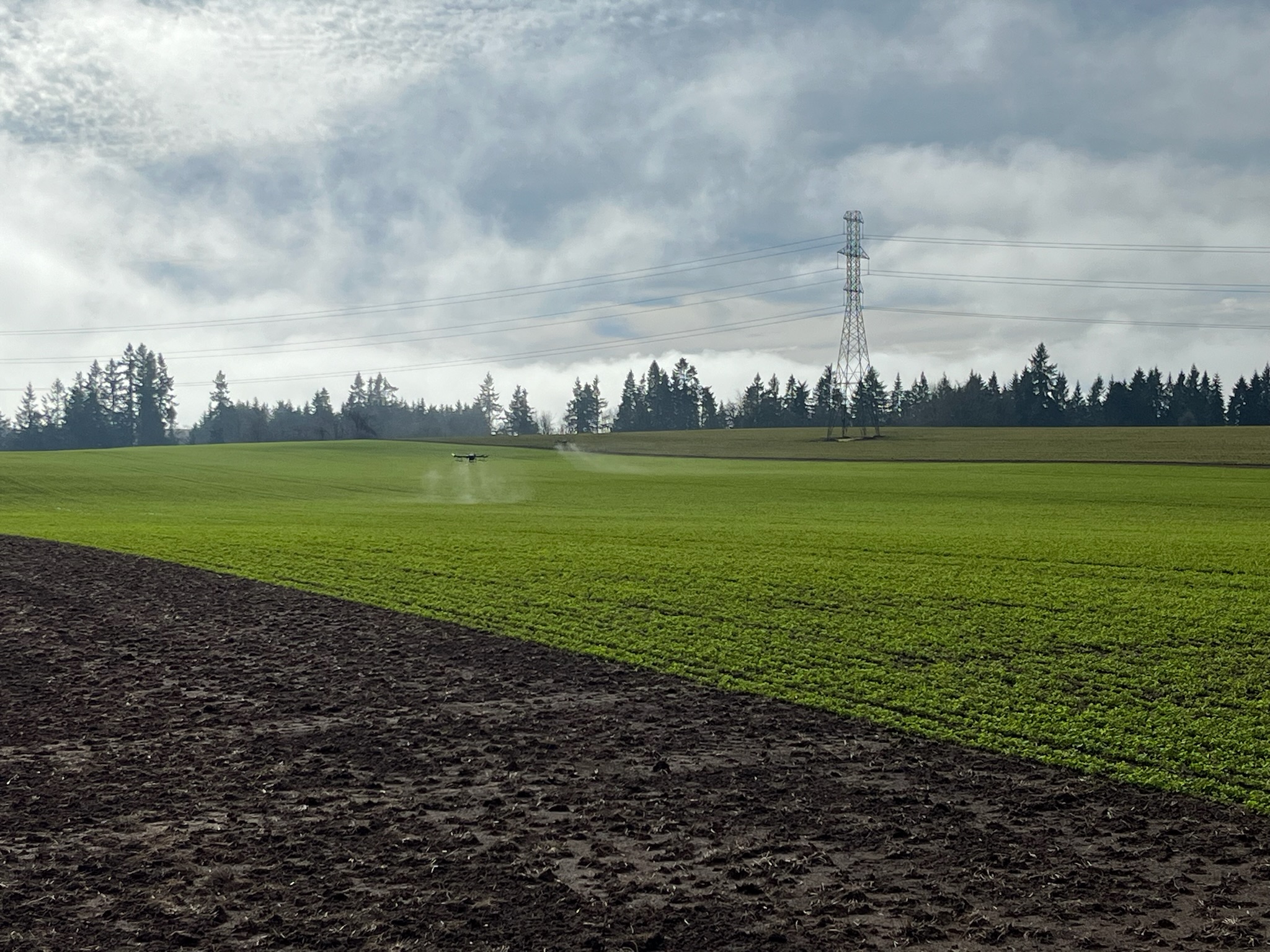MVP Genetics turf image 1