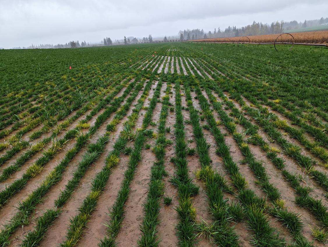 MVP Genetics turf image 2