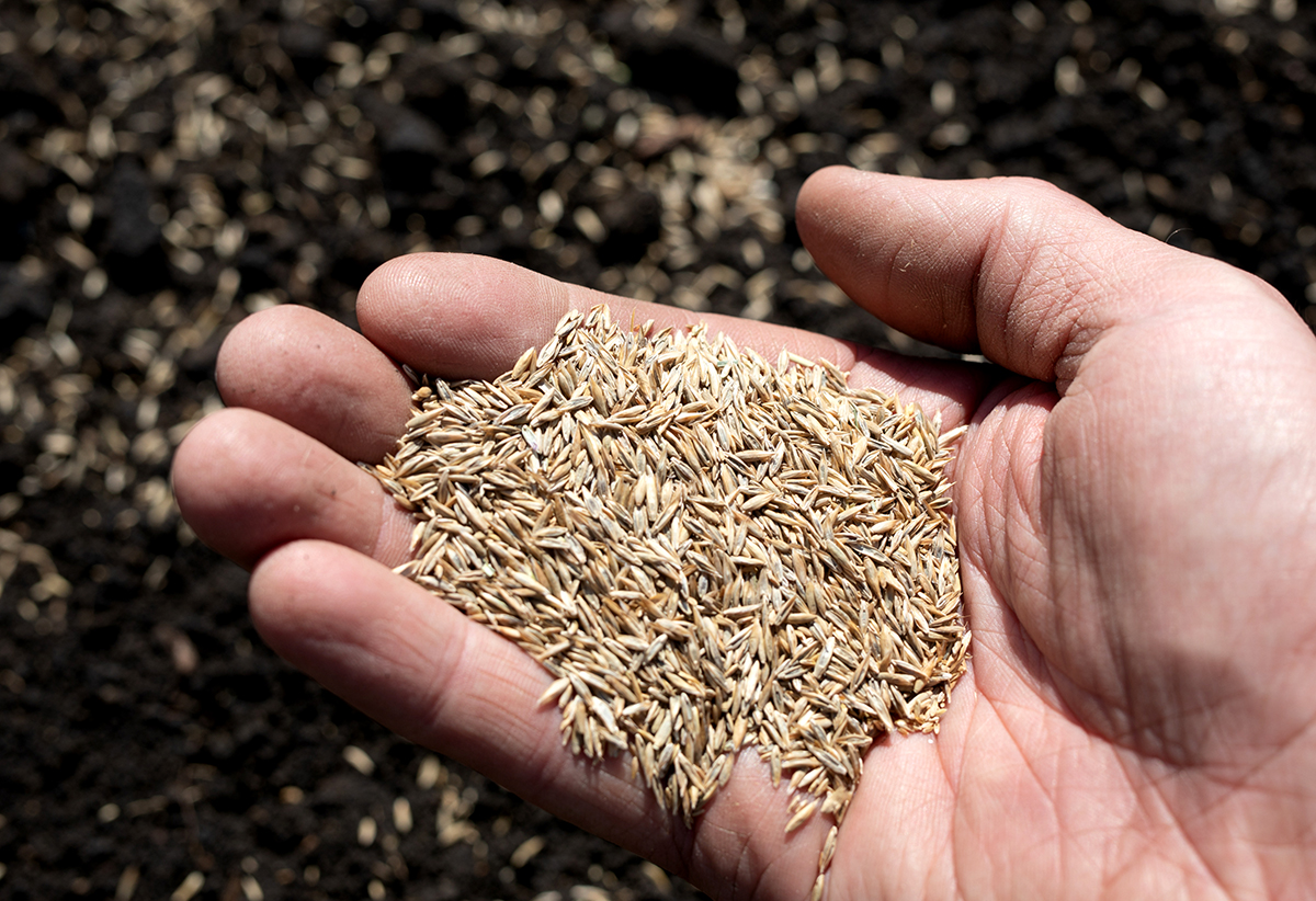 Mountain View Seeds seed image