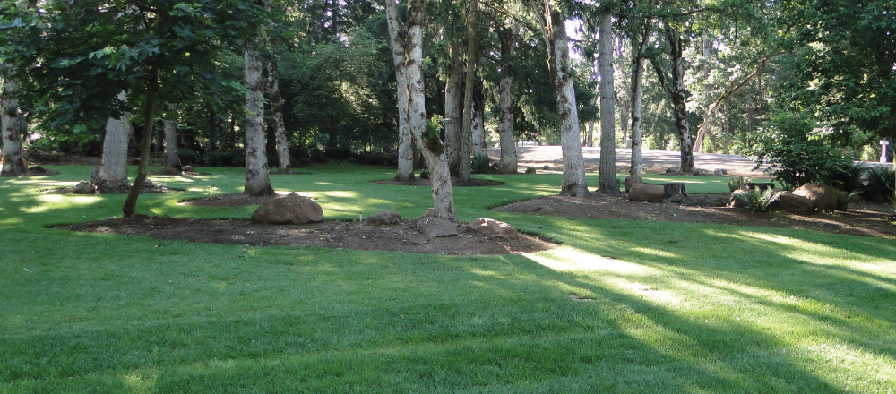 Vanguard fine fescue