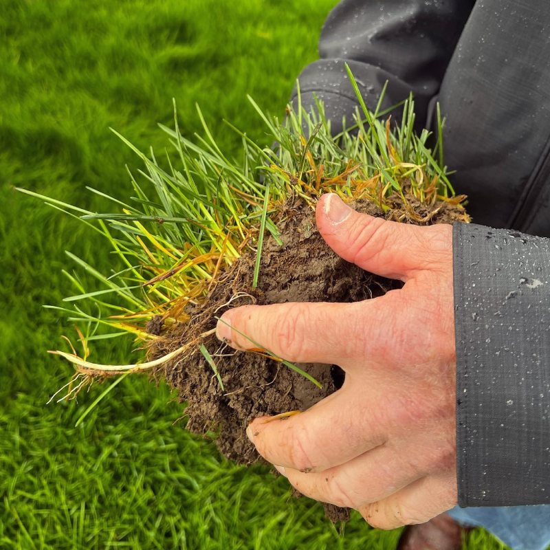 Grass root inspection